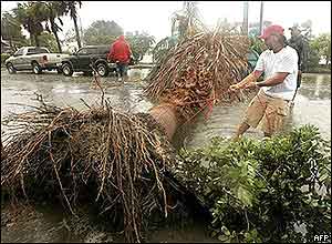 A Key West resident attaches a line to a fallen palm tree blocking the road