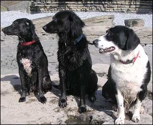 Sali, Arthur and Archie sunning themselves at Southerndown, by Mark Young
