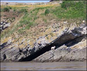 Spot the goat tucked away on Flatholm Island (Johan Van Steen)