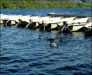 A group of ducks investigating a row of boats in Llangybbi from Sarah Morgan age nine