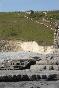 Sheep gathering above the cliffs at Monknash (Peter Draper)