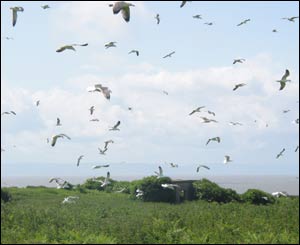 Hitchcock would have liked this group of seagulls on Flat Holme, sent in by Jon Evans of Penarth
