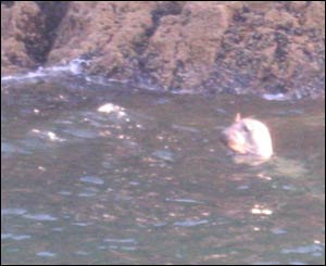 Paul Williamson snapped this picture of a seal at Worm's Head, Gower
