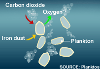 Plankton photosynthesising carbon dioxide, producing oxygen