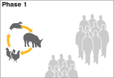 Flu viruses in different species