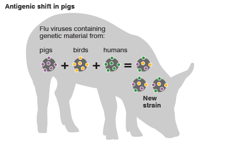 Antigenic shift in pigs