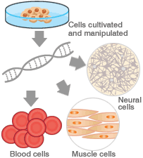 Manipulation to form specialised cells