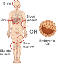 Sources of stem cells