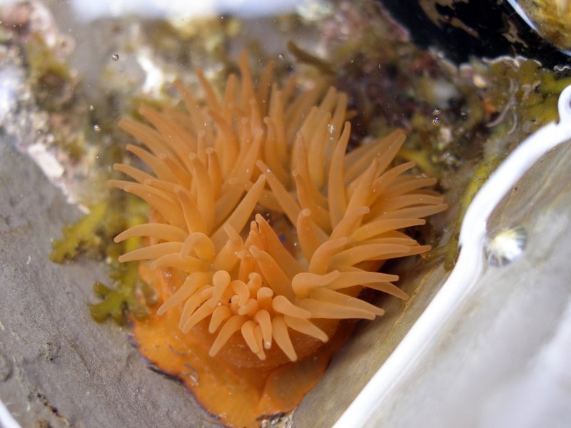 Beadlet anemone in a rock pool