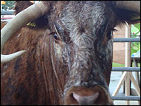 The final Royal Show