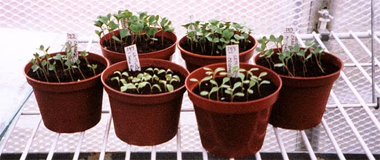 Some of my seedlings in small pots