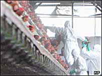 مرغداری در ترکيه