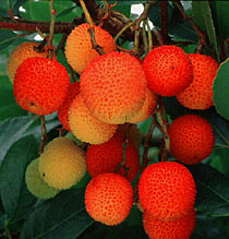 arbutus unedo
