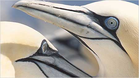 Gannets c/o RSPB Images and Andy Hay