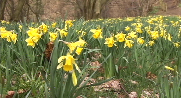 Daffodils in bloom in Farndale