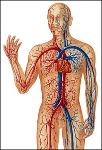 وينه د انسان په بدن کې