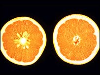 Laranjas são ricas em vitamina C