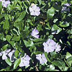 Vinca Minor