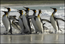 King Penguins on a beach