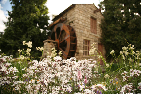 Lychnis flos-cuculi 'White Robin' in the foreground of Leeds garden.