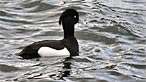 Tufted duck. Photo: Ian Keattch