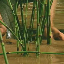 Equisetum ramosissimum japonicum
