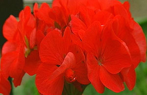 Pelargonium 'highfields'