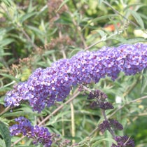 Buddleja davidii 'Nanho Blue'