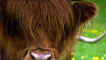 Highland cow