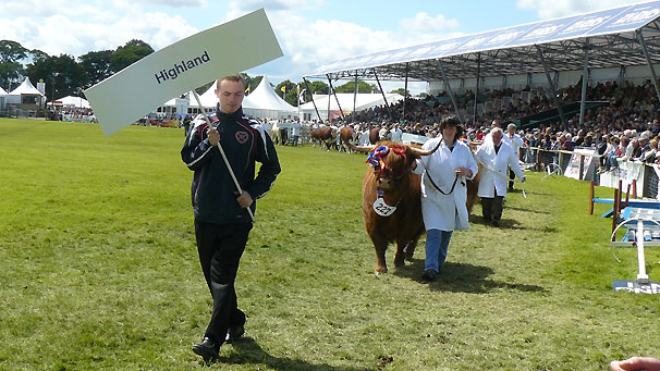 Kate 1st Jedderfield, a Highland heifer shown by Caroline Cuthbertson, takes part in Friday afternoon's Grand Parade.