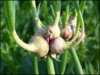 دپيازو ساتل