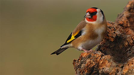 Goldfinch. Photo: Kenneth Wilson Smith