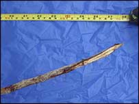 Chimps sharpened the spears with their teeth