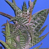 Aloe variegata