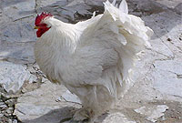 Iâr Cochin wen cyn ei golchi