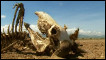 Carcaça de animal morto pela seca no Parque Nacional Amboseli, no Quênia
