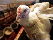 Kuře na trhu v Jeruzalémě