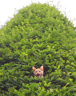 Bruce the cat stuck in a tree - photo sent in by Patrick Goldon