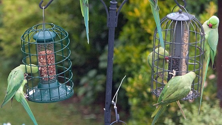 Ring-Necked Parakeets on Bird Feeders. Photo: Colin Farrant