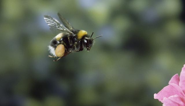 Bumblebee (image: Kim Taylor / NPL)
