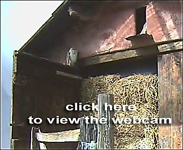 Barn Owl camera