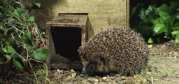 Hedgehog next to its home