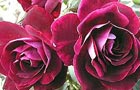 Rose vote (image: Rosa 'Burgundy Ice', 2005 winner)