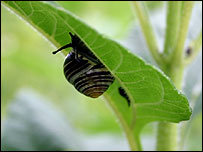 snail on a leaf