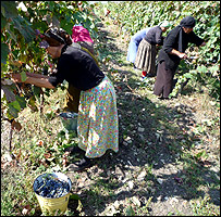 Georgians picking grapes