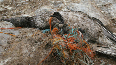 Plastic entwines around their legs and wings causing death - image by RSPB Cymru