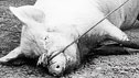 Theme: Pain & Difficulties