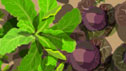 Detail from the takeaway plan