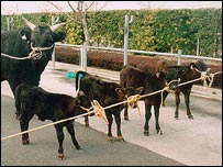 Japonský býk Black se čtyřmi klony