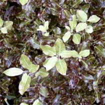 Pittosporum